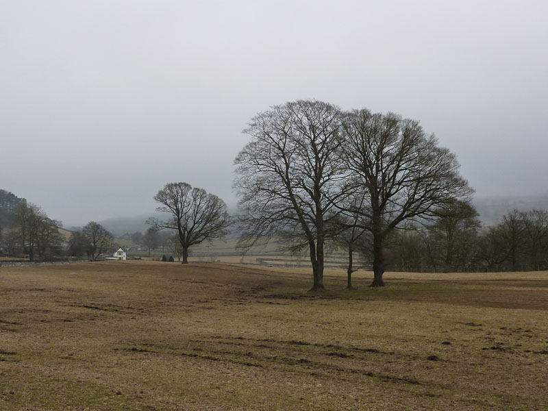 Trees near Settle